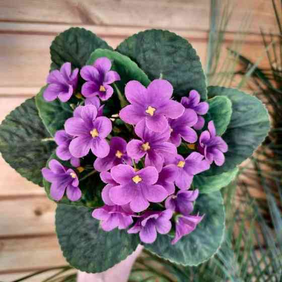 TEKOKUKKA Saintpaulia violetti 22 cm (vintage) Tampere