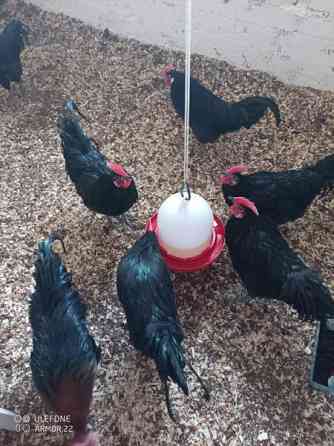 Hämeenkannan kukkopojat Joroinen