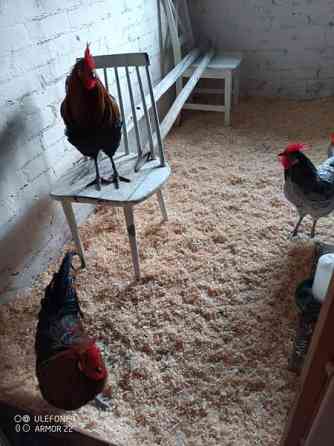 Hämeenkannan kukkopojat Joroinen