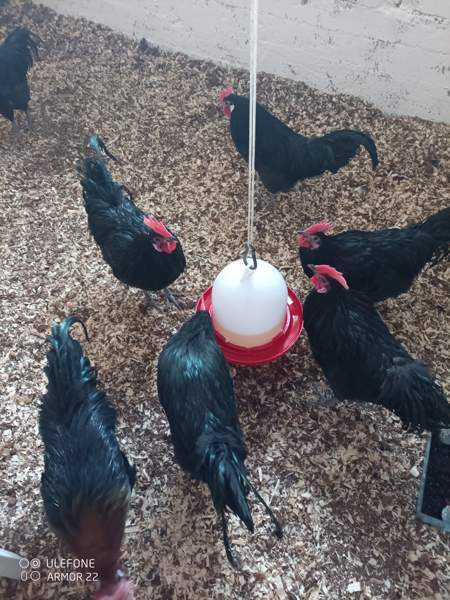 Hämeenkannan kukkopojat Joroinen – foto 2