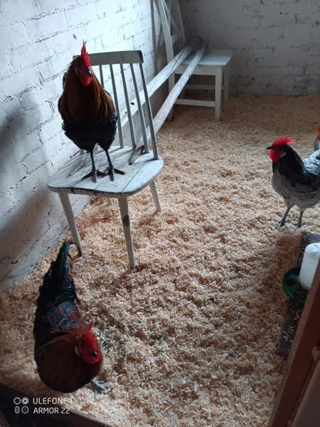 Hämeenkannan kukkopojat Joroinen – foto 1