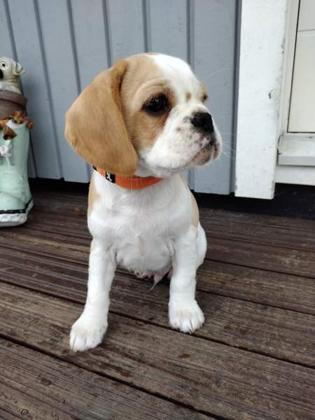 Pentu Liperi – foto 1