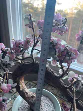 Bonzai lasipuu Espoo