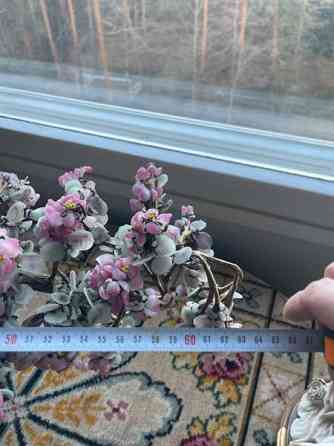 Bonzai lasipuu Espoo