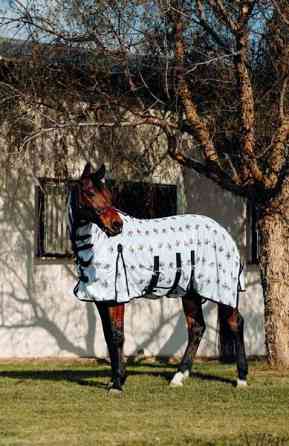 Hz Belly 145cm Lohja