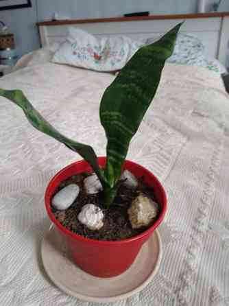 Anopin kieli huonekasvi Tampere