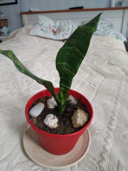 Anopin kieli huonekasvi Tampere - photo 1