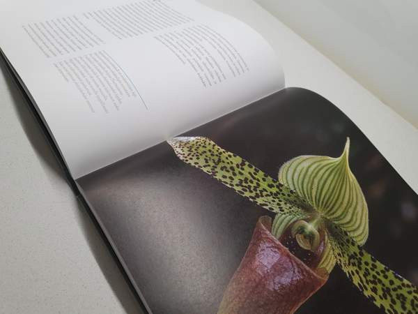 ORKIDEAT Janne Aho Helsinki – foto 3