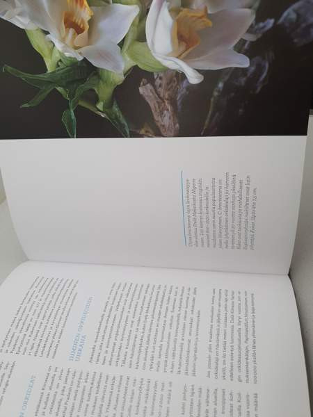 ORKIDEAT Janne Aho Helsinki – foto 4