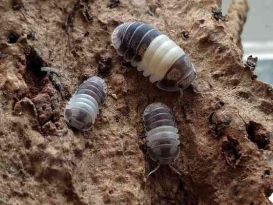 Cubaris sp. Panda King - siirat Kerava