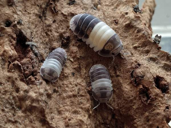 Cubaris sp. Panda King - siirat Kerava - photo 1