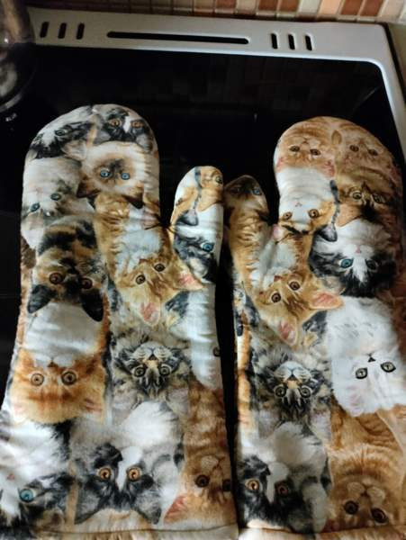 Kissat 2 kpl Kaarina - valokuva 2