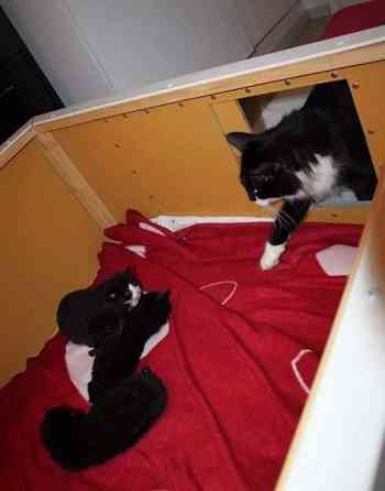 Pentulaatikko n. 90 x 90 cm Нокиа