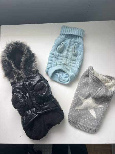 Chihuahua talvitakki +neuleet Espoo - valokuva 1