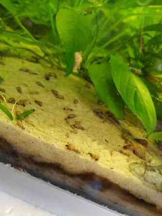 Kierteisiä Kangasala