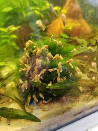 Kierteisiä Kangasala