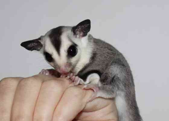 Mahlapussikiitäjä / sokeriorava (Petaurus breviceps) Eura