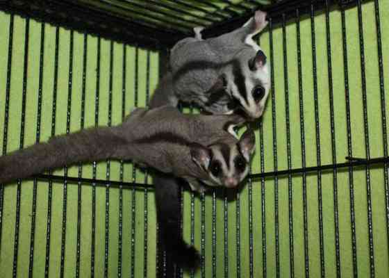 Mahlapussikiitäjä / sokeriorava (Petaurus breviceps) Eura