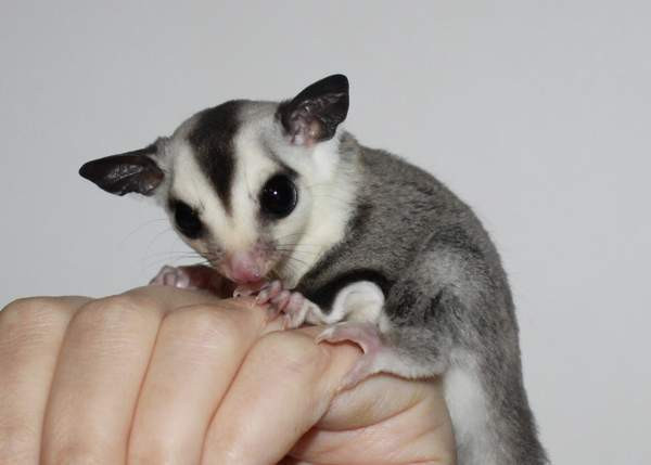 Mahlapussikiitäjä / sokeriorava (Petaurus breviceps) Eura - изображение 1