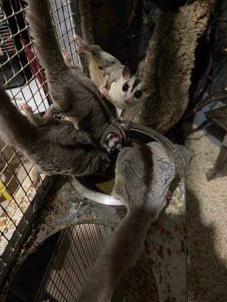 Mahlapussikiitäjä / sokeriorava (Petaurus breviceps) Eura - изображение 3