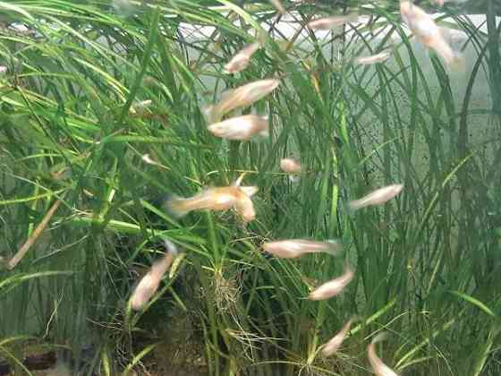 MILJOONAKALANAARAITA Kauhajoki