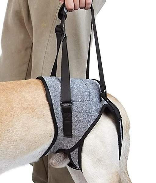 Koiran kävelyapu Helsinki - valokuva 5