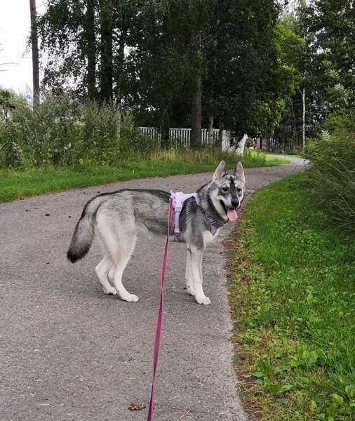 Koiran valjaat Oulu – foto 3