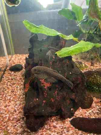 Pilkkuperhosnuoliaisen poikasia Lahti