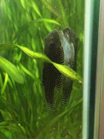 Pilkkuperhosnuoliaisen poikasia Lahti