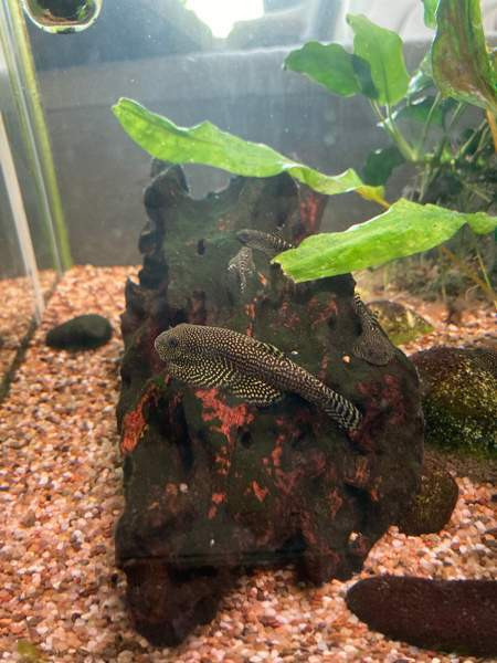 Pilkkuperhosnuoliaisen poikasia Lahti – foto 1