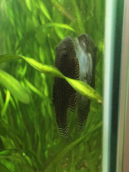 Pilkkuperhosnuoliaisen poikasia Lahti – foto 2