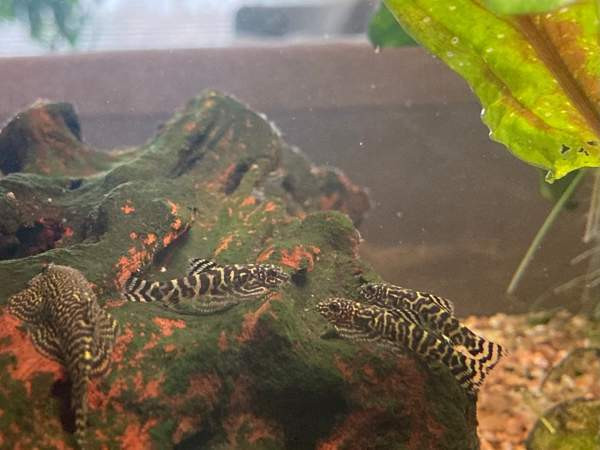 Pilkkuperhosnuoliaisen poikasia Lahti – foto 3