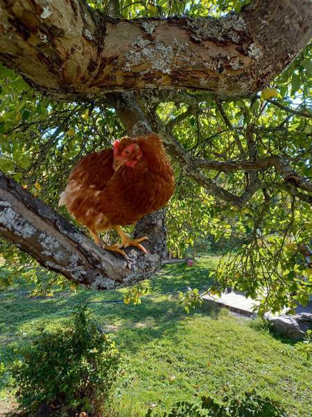 Kesäkanoja, kanoja Kangasala - valokuva 1