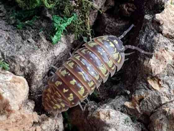 Armadillidium pictum - siirat Kerava