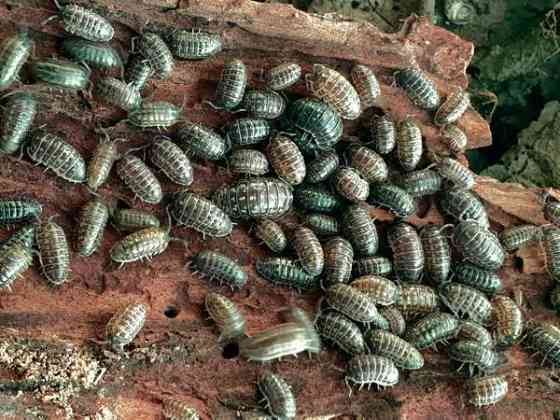 Armadillidium pictum - siirat Kerava