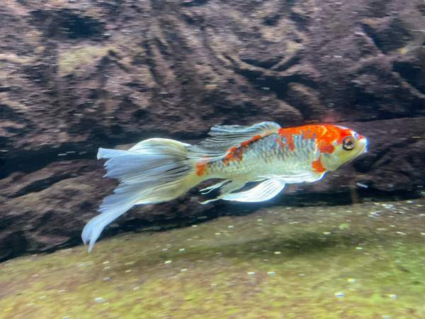 Huntukarppi Turku – foto 4