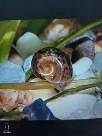 Kullanvärisiä kiekkokotilon poikasia Jyvaeskylae