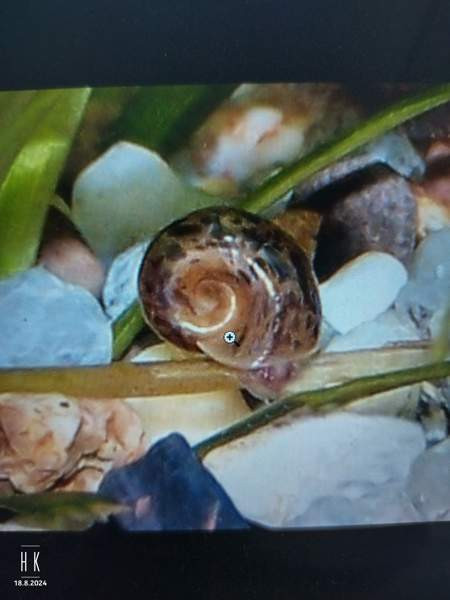 Kullanvärisiä kiekkokotilon poikasia Jyvaeskylae - photo 1