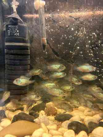 Sinikirjoahven kalanpoikasta. Espoo