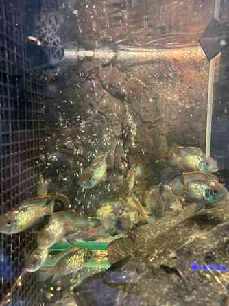 Sinikirjoahven kalanpoikasta. Espoo