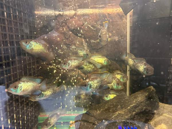 Sinikirjoahven kalanpoikasta. Espoo – foto 4