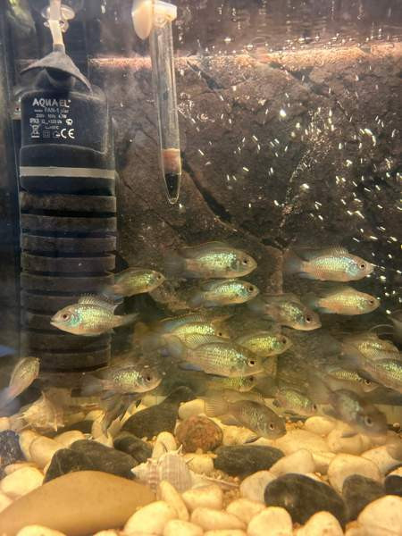 Sinikirjoahven kalanpoikasta. Espoo – foto 2