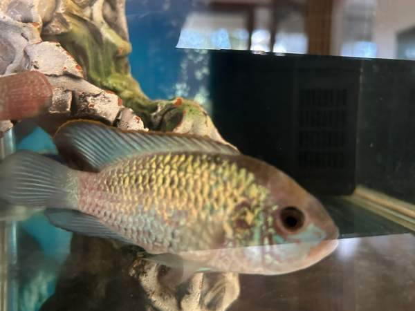 Sinikirjoahven kalanpoikasta. Espoo – foto 1