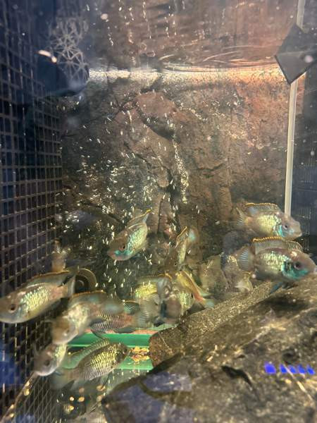 Sinikirjoahven kalanpoikasta. Espoo – foto 3