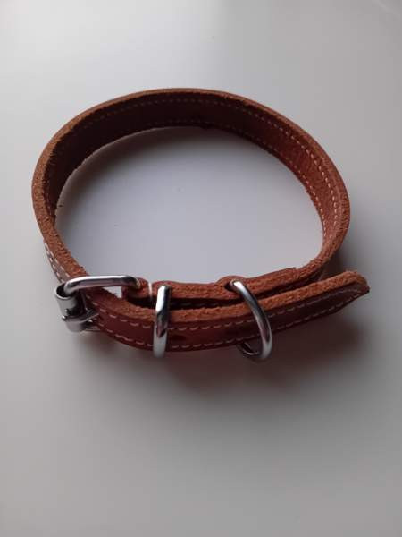 Koira panta Helsinki - valokuva 1